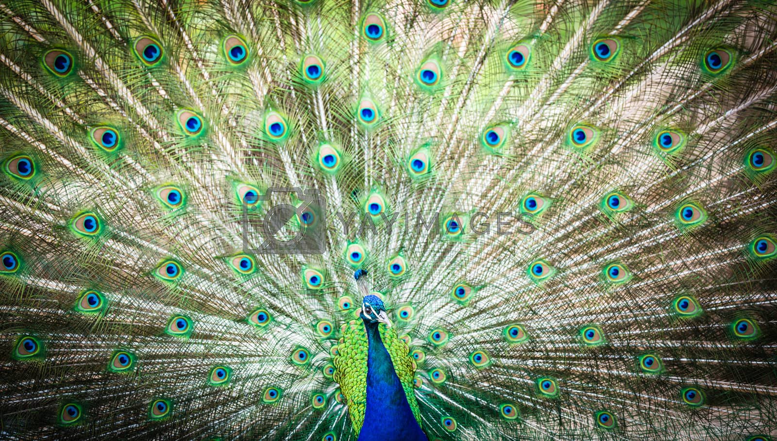 Royalty free image of Splendid peacock with feathers out (Pavo cristatus) by viktor_cap