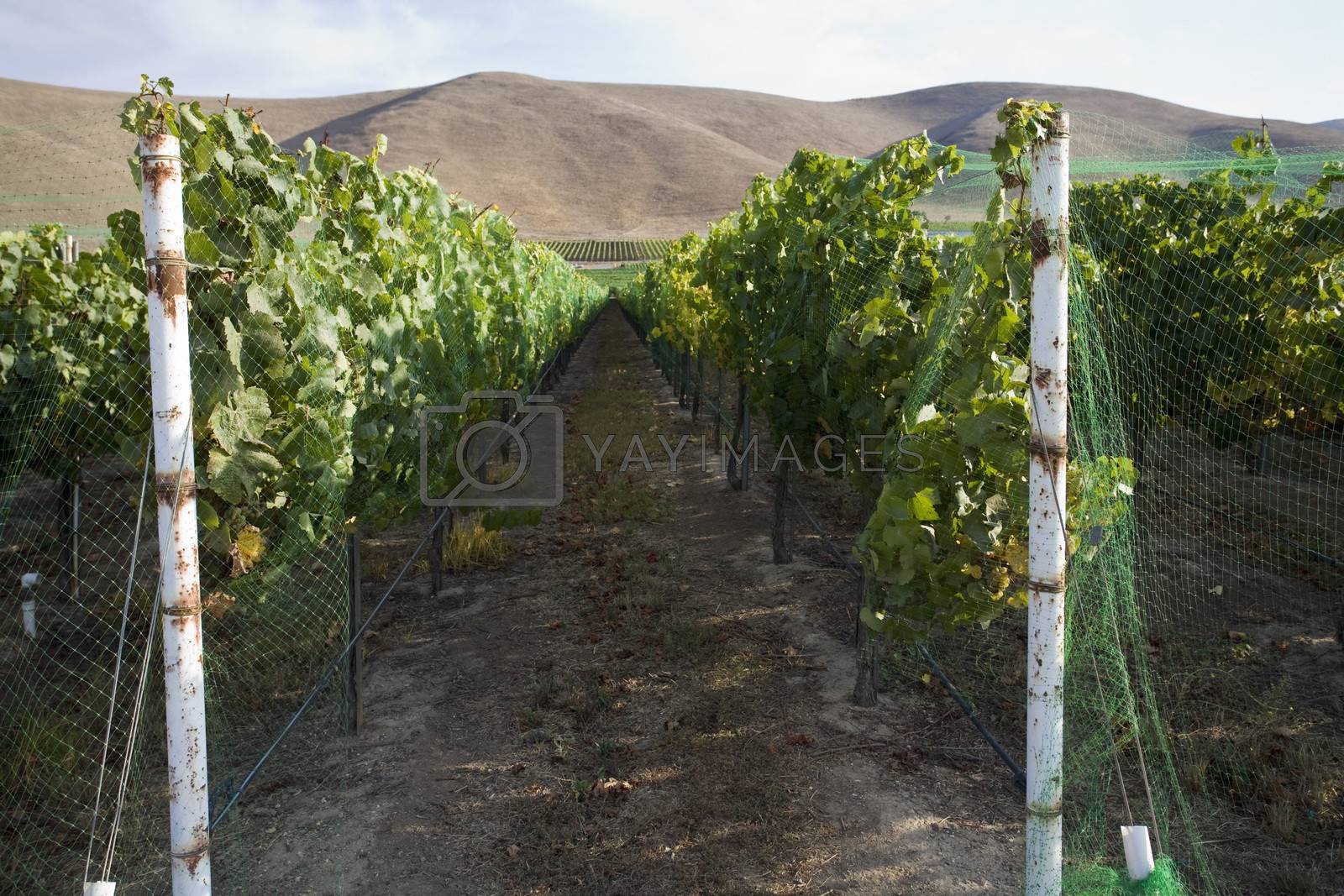 Royalty free image of Countryside Vineyard by moodboard