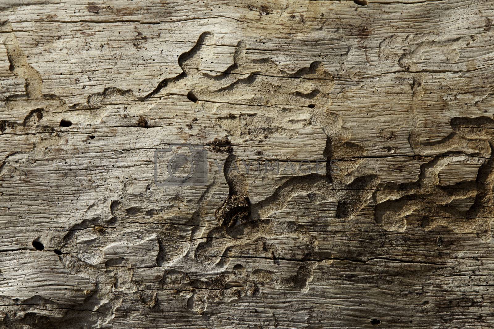 Royalty free image of Close-up shot of wood grain pattern by moodboard