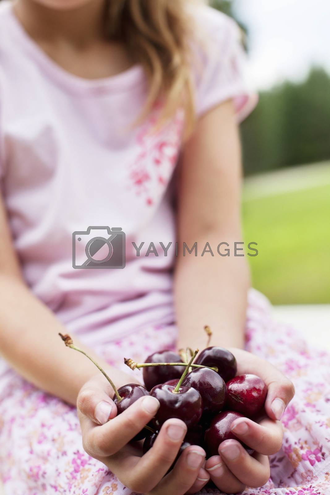 Royalty free image of Close-up of hands full with bing cherries by moodboard