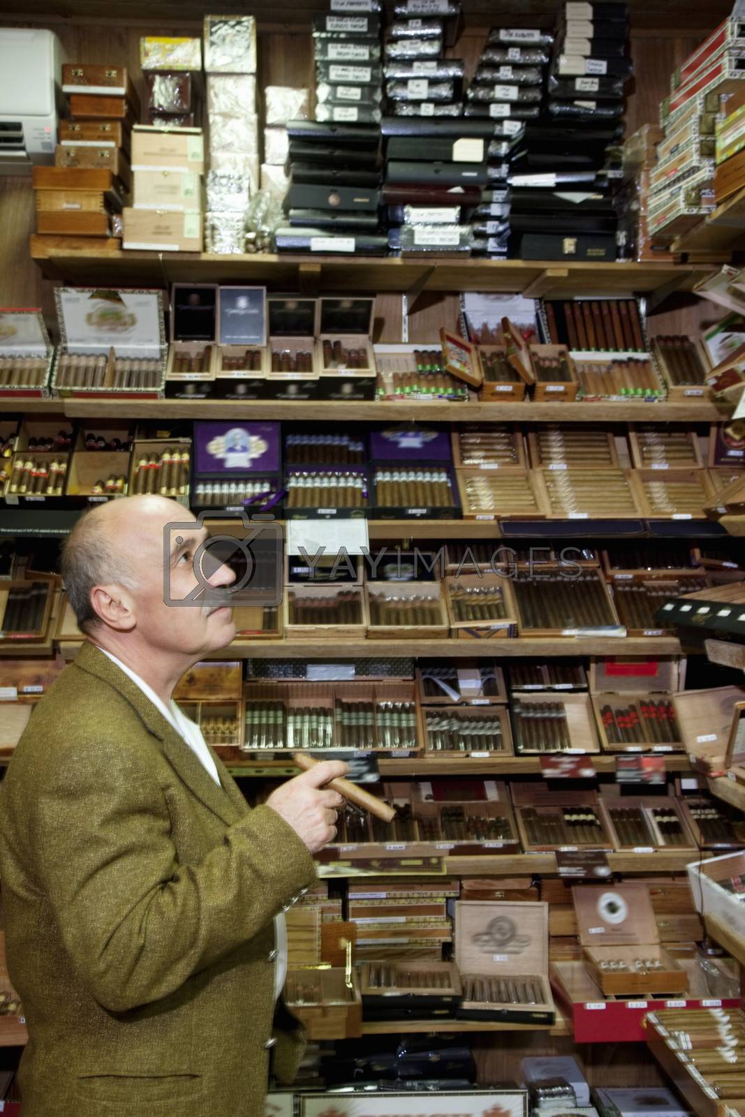 Royalty free image of Mature tobacco shop owner looking at cigars on display by moodboard