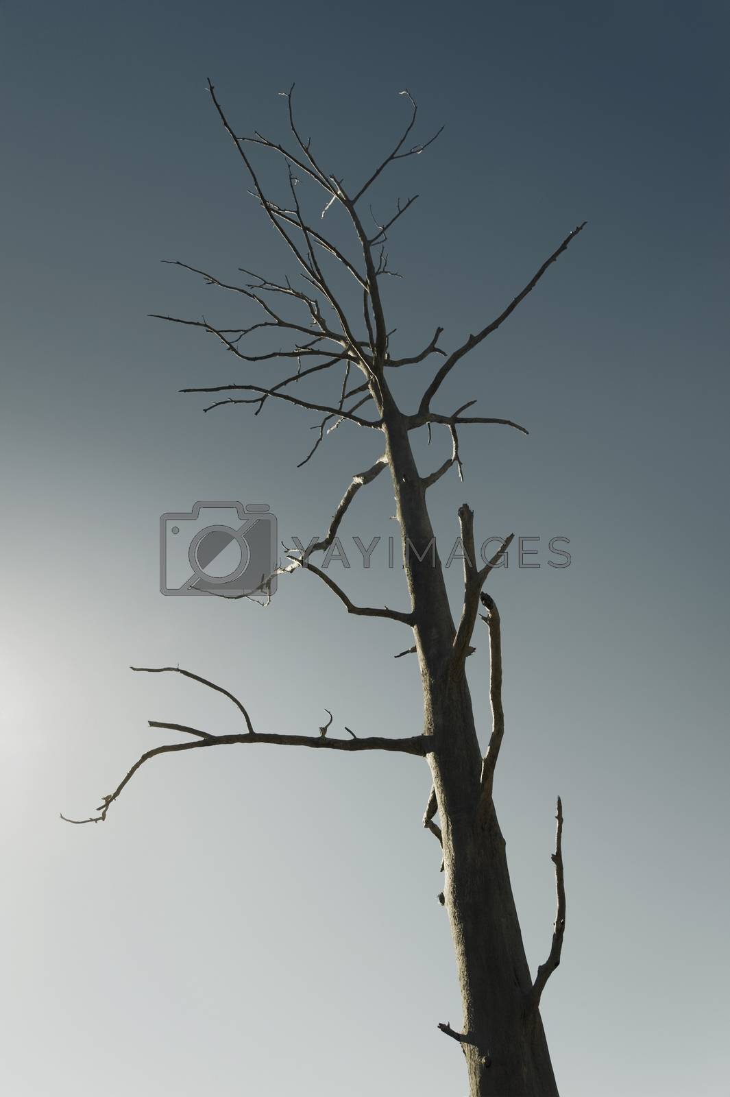 Royalty free image of Dead tree against clear blue sky by moodboard