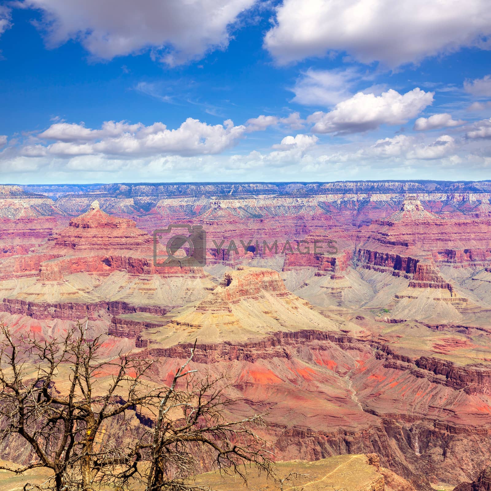 Royalty free image of Arizona Grand Canyon National Park Yavapai Point by lunamarina