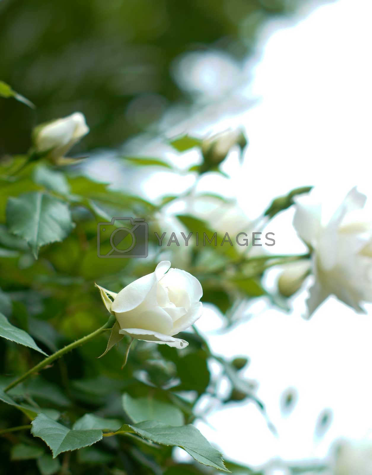 Royalty free image of White roses by Elet