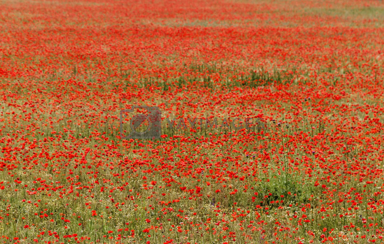 Royalty free image of Red poppies by Nneirda