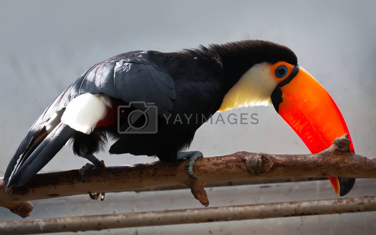 Royalty free image of Toucan by sailorr