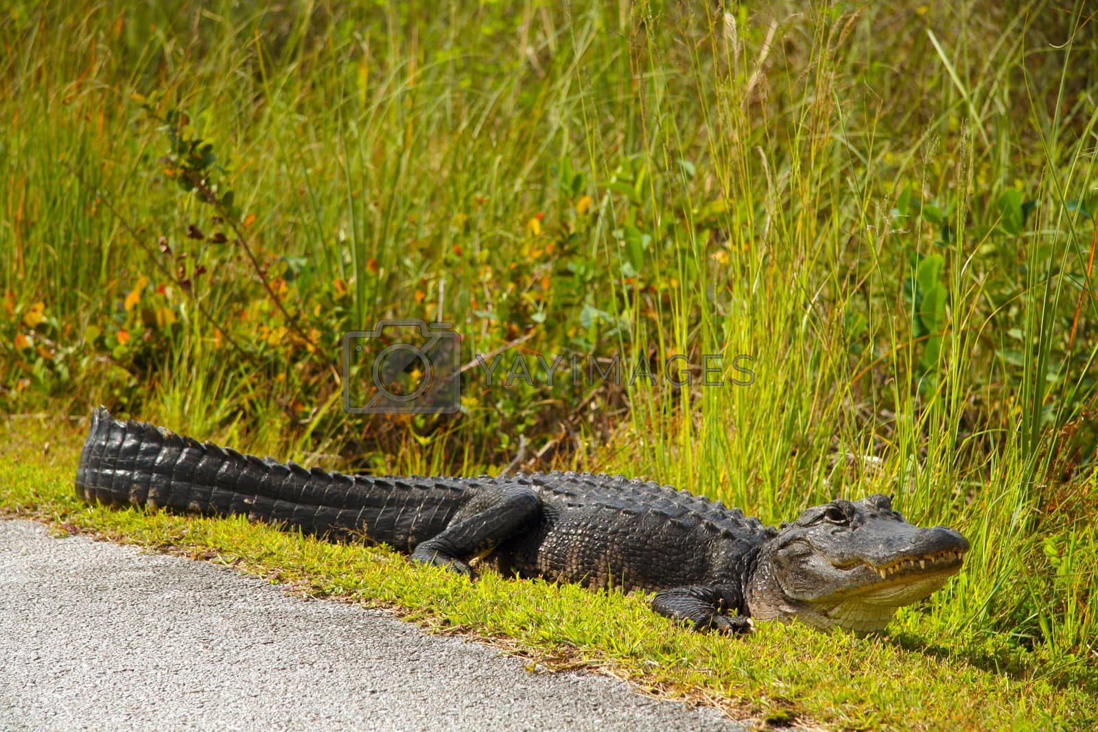 Royalty free image of Alligator Near Highway by CelsoDiniz