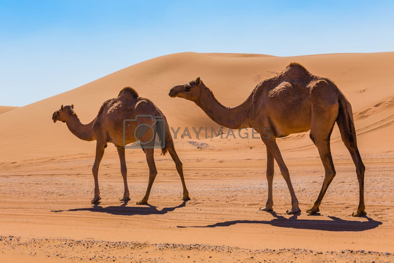 Royalty free image of Desert landscape with camel by oleg_zhukov