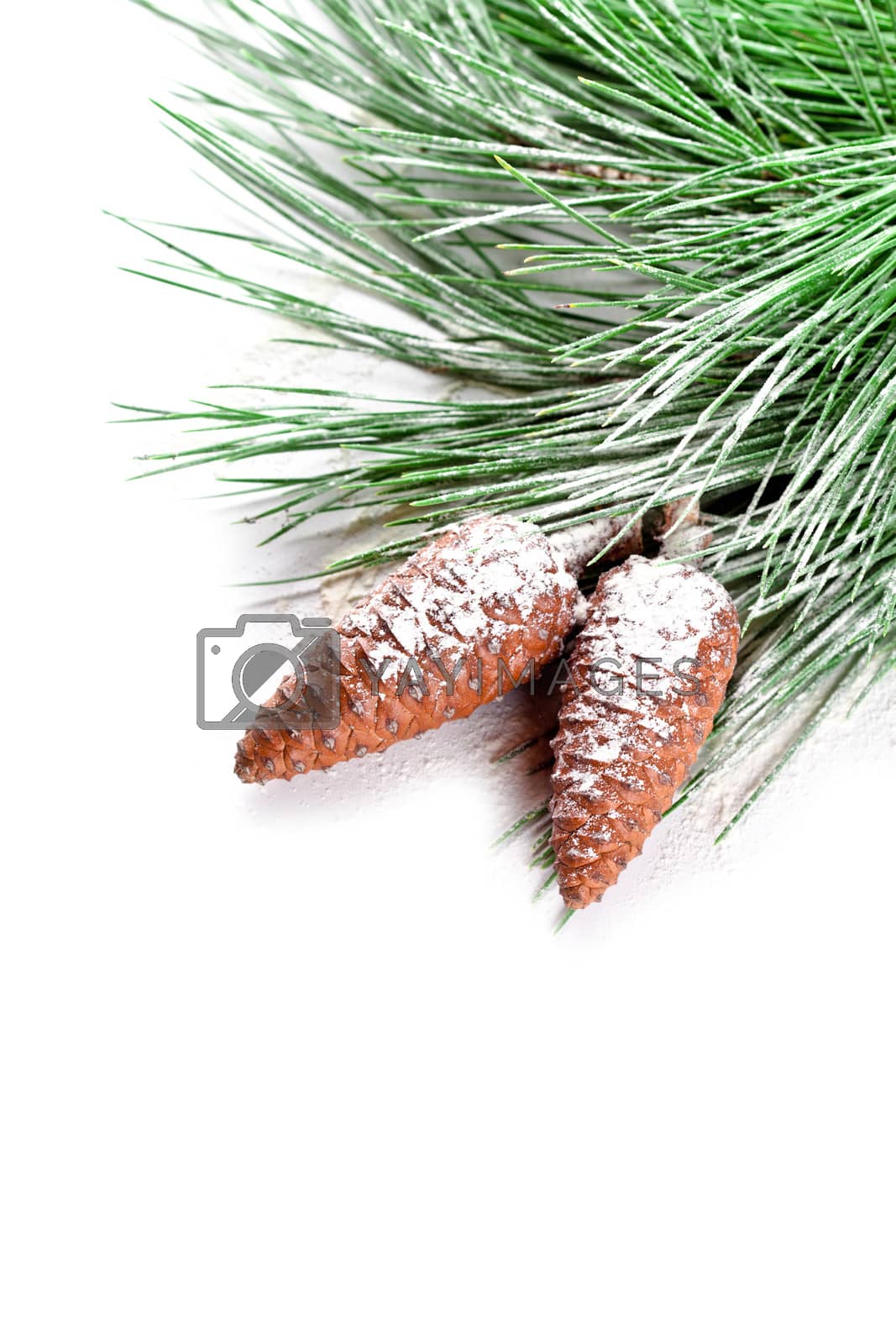 Royalty free image of fir tree branch with pinecones  by marylooo