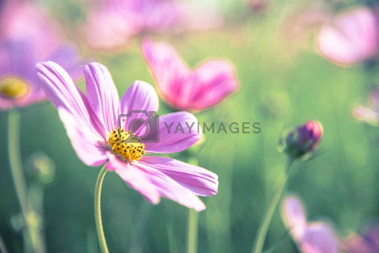 Royalty free image of Purple cosmos flower in the garden8 by gjeerawut
