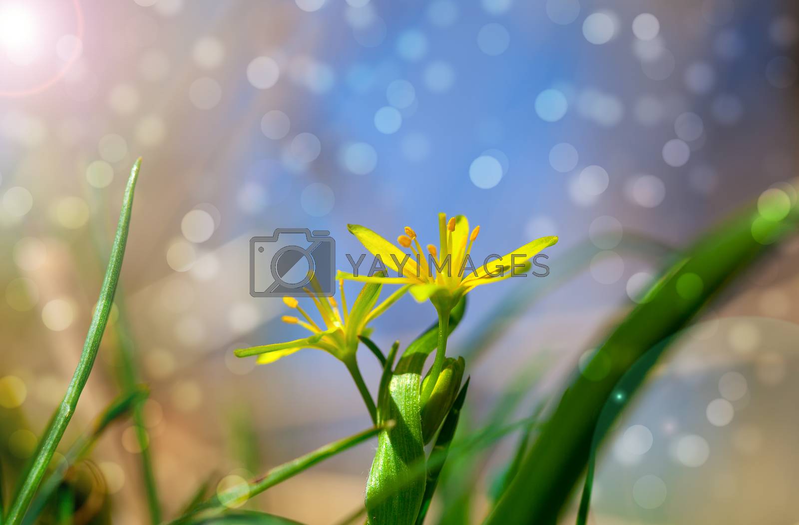 Royalty free image of Gagea is spring flowers, grows in damp deciduous woodland. by motorolka
