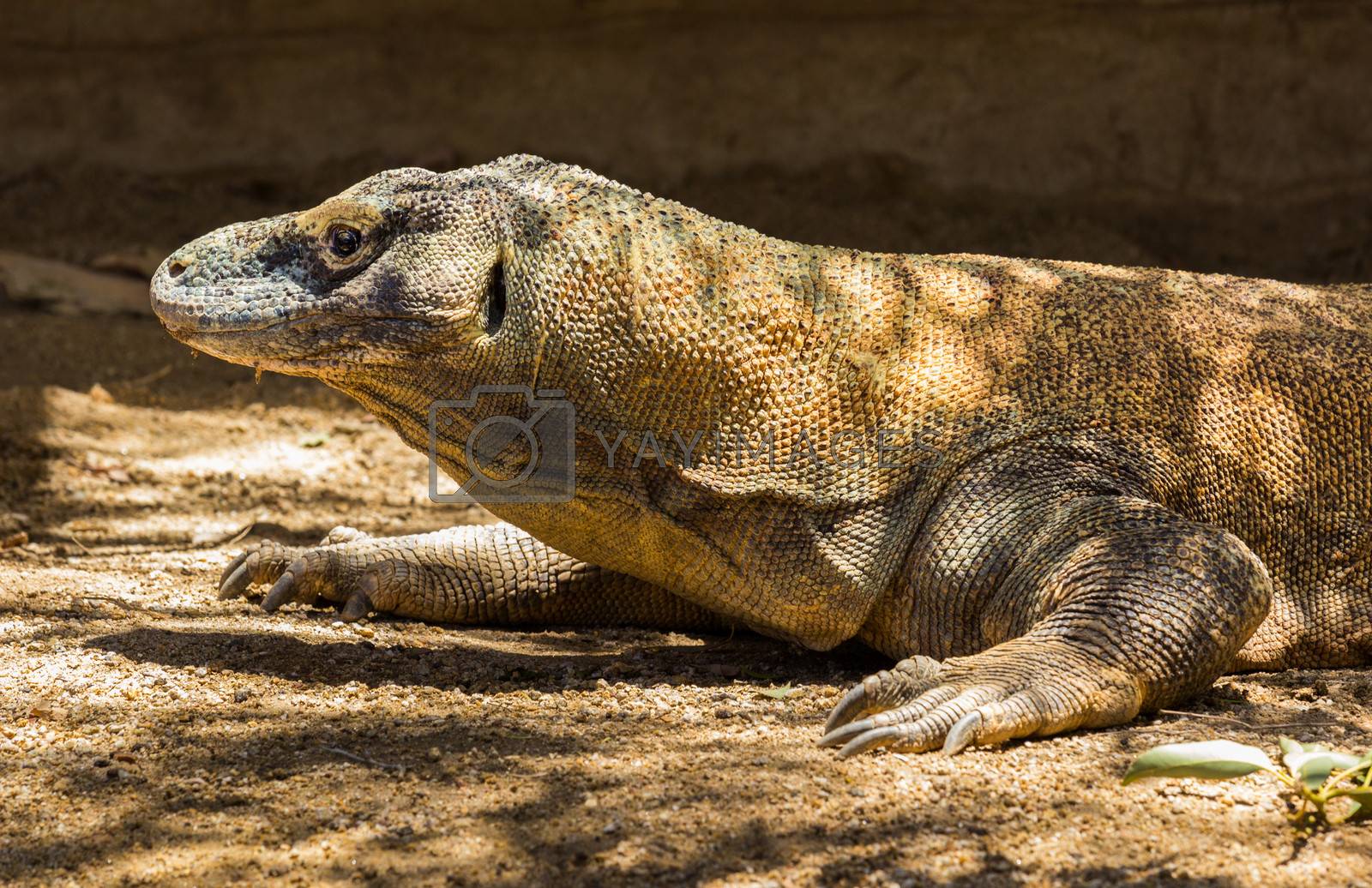 Royalty free image of Komodo Dragon profile of head by steheap