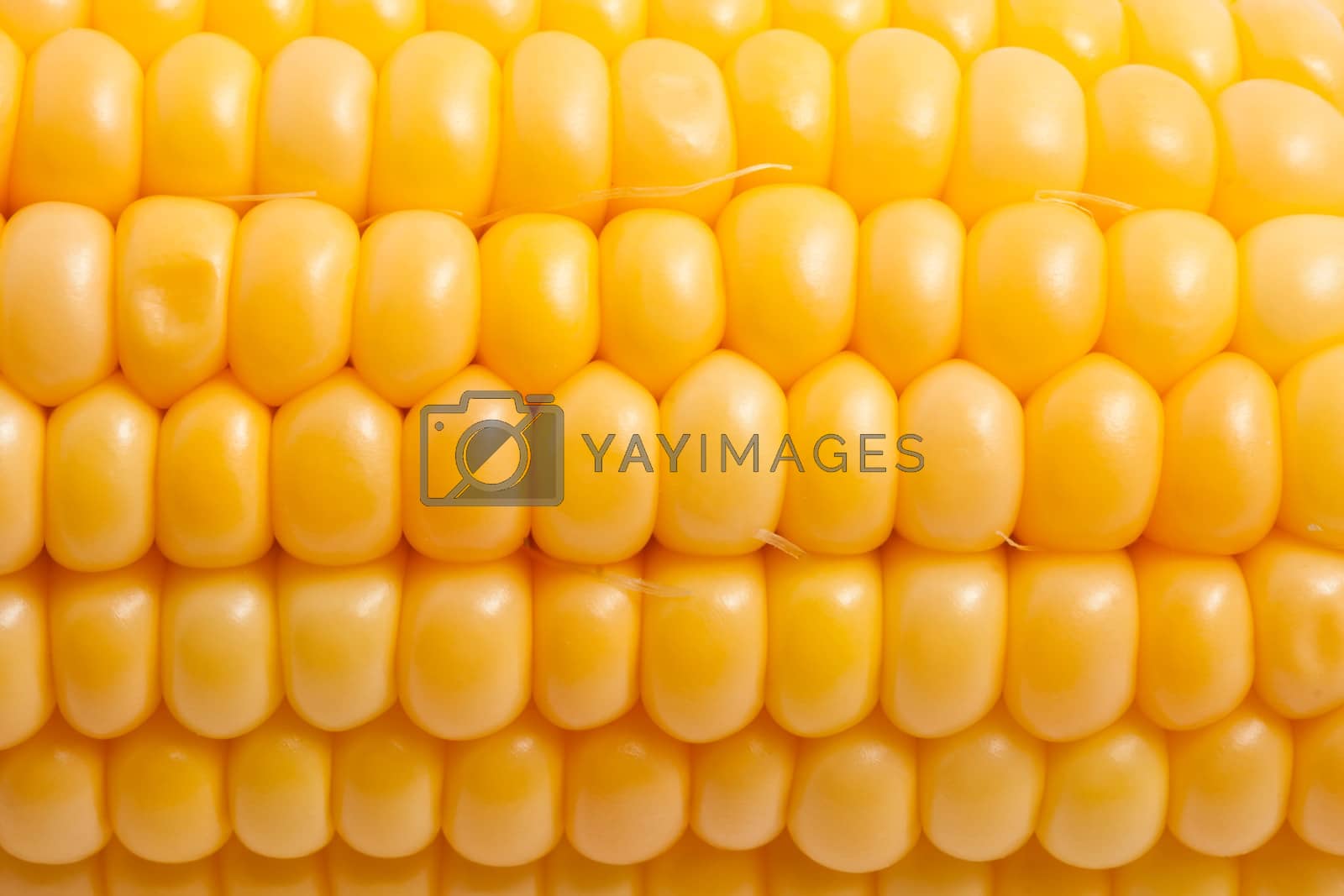 Royalty free image of Corn by sailorr