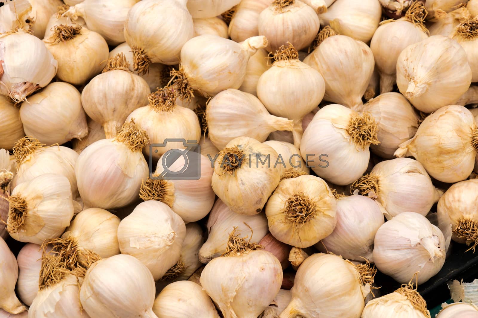Royalty free image of White onion by badmanproduction