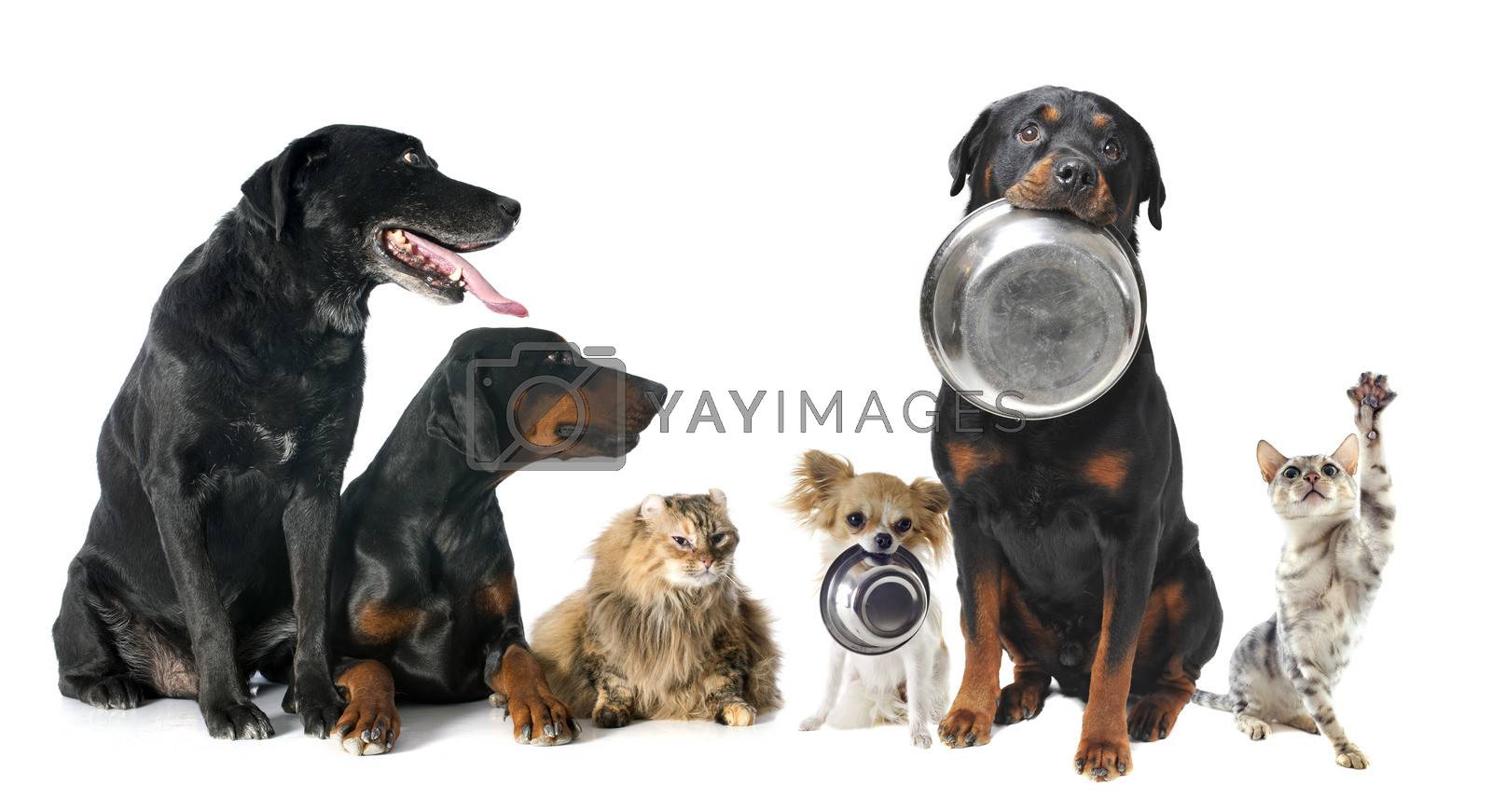 hungry pets in front of a white background