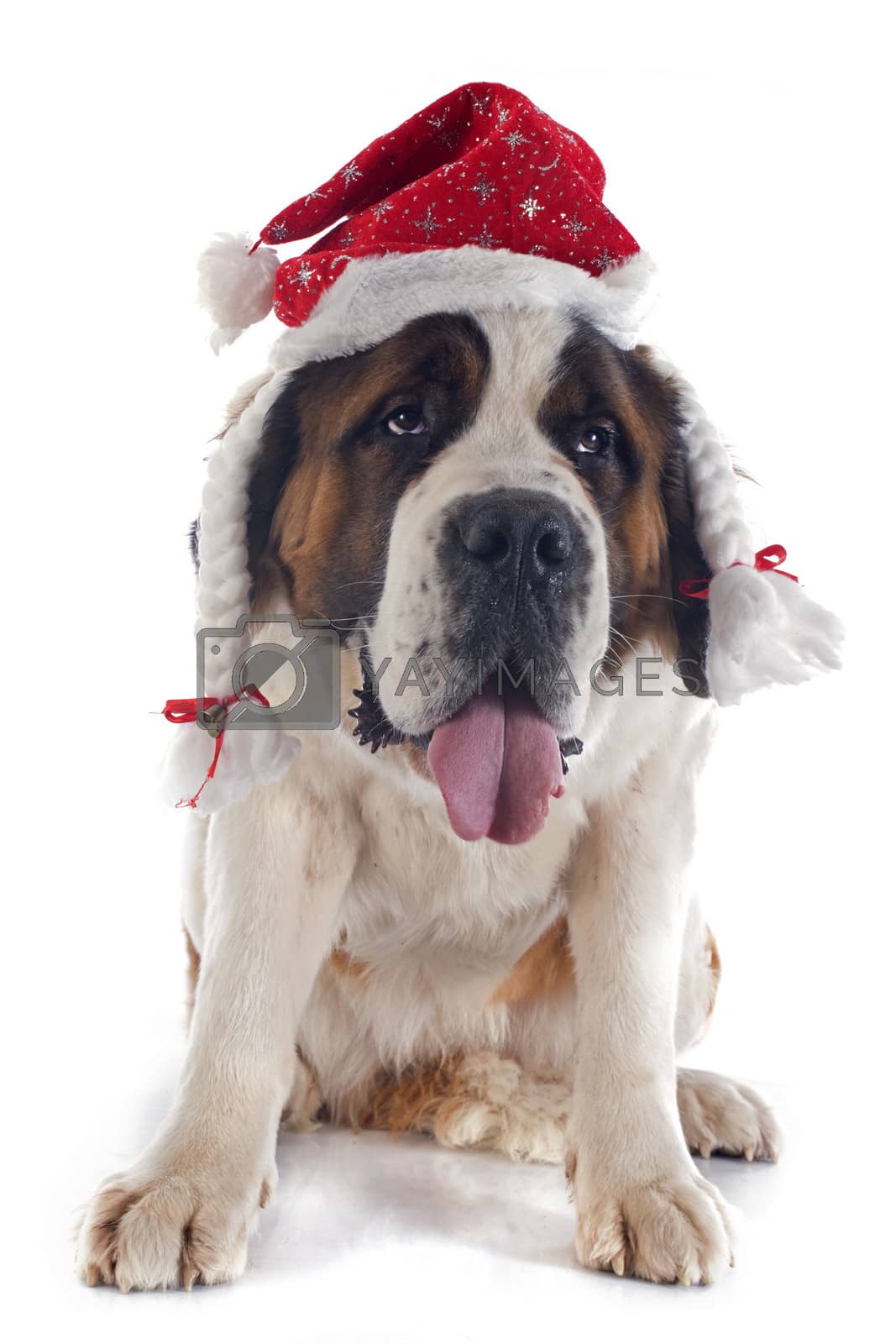 Royalty free image of Saint Bernard and hat by cynoclub