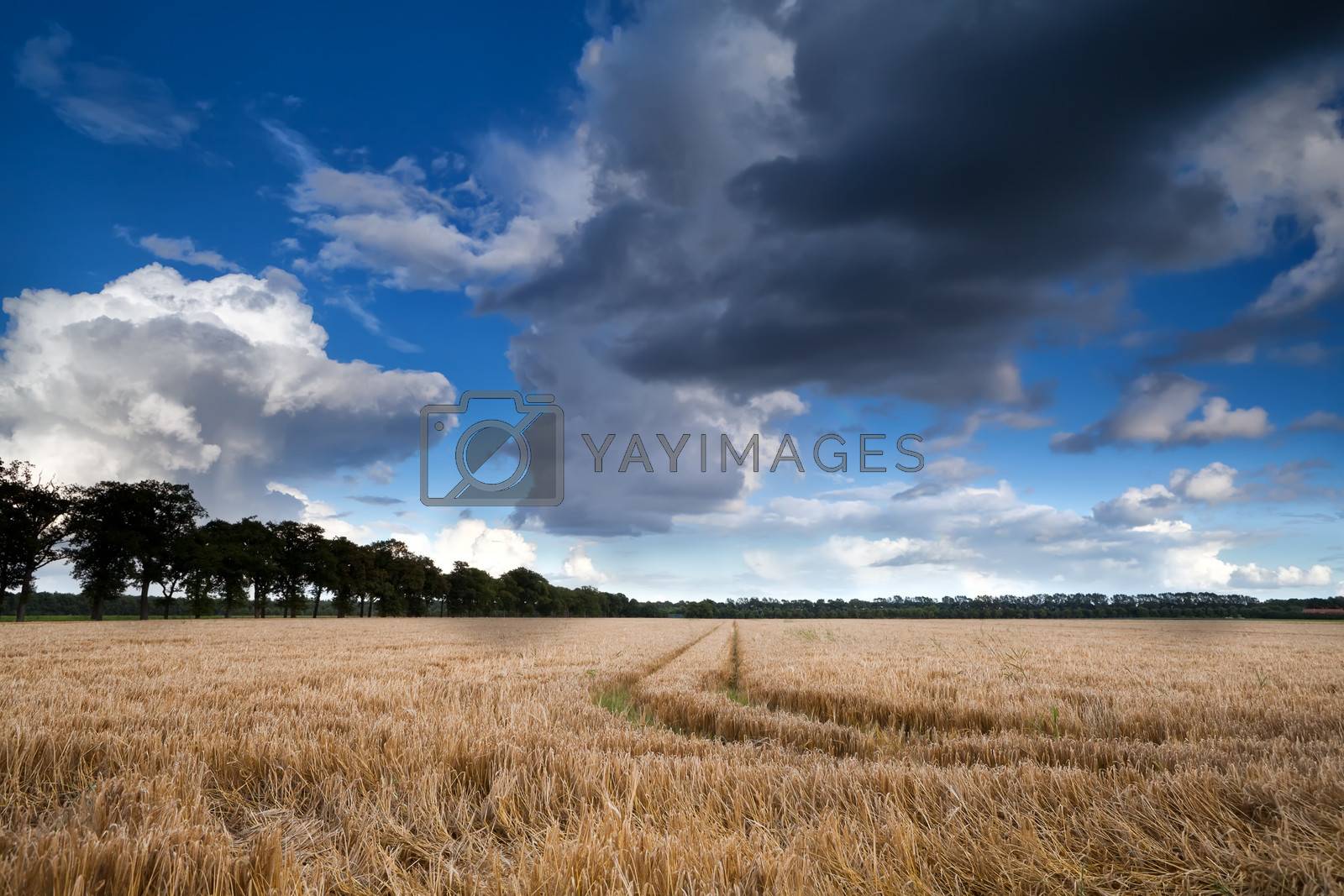 Royalty free image of wheat field and dramatic sky by catolla