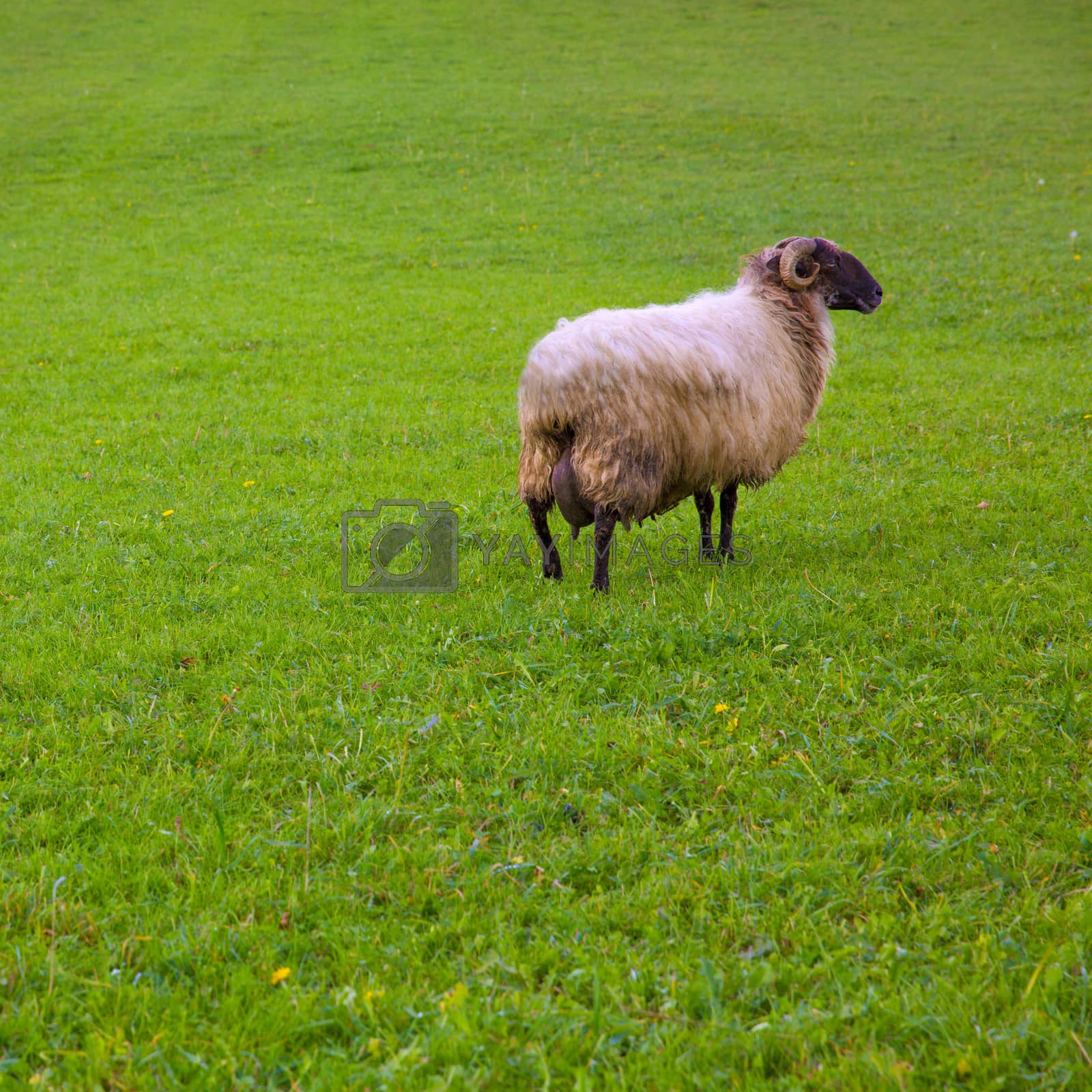 Royalty free image of Latxa sheep in Pyrenees of Navarra grazing in meadow by lunamarina