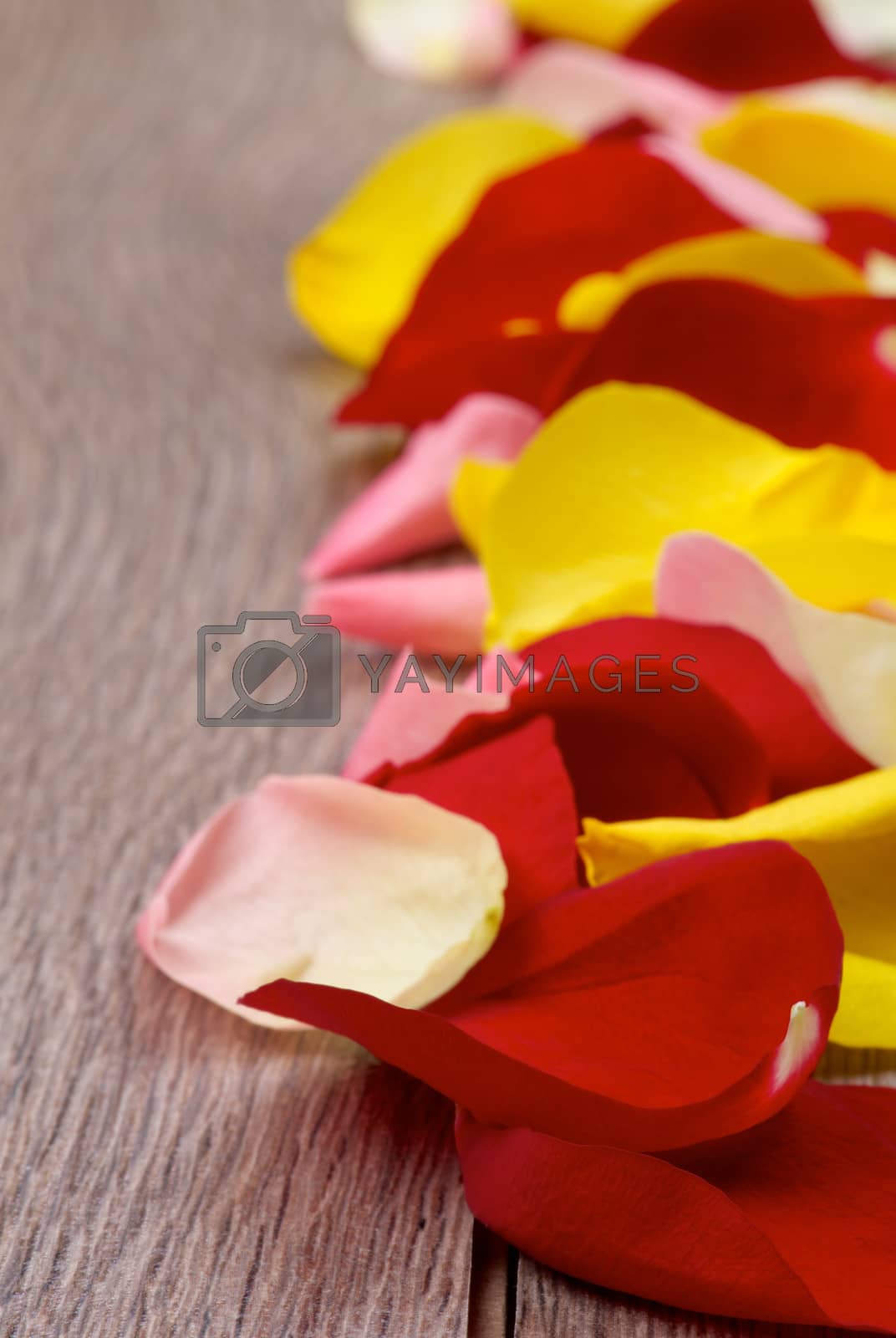 Royalty free image of Rose Petals by zhekos