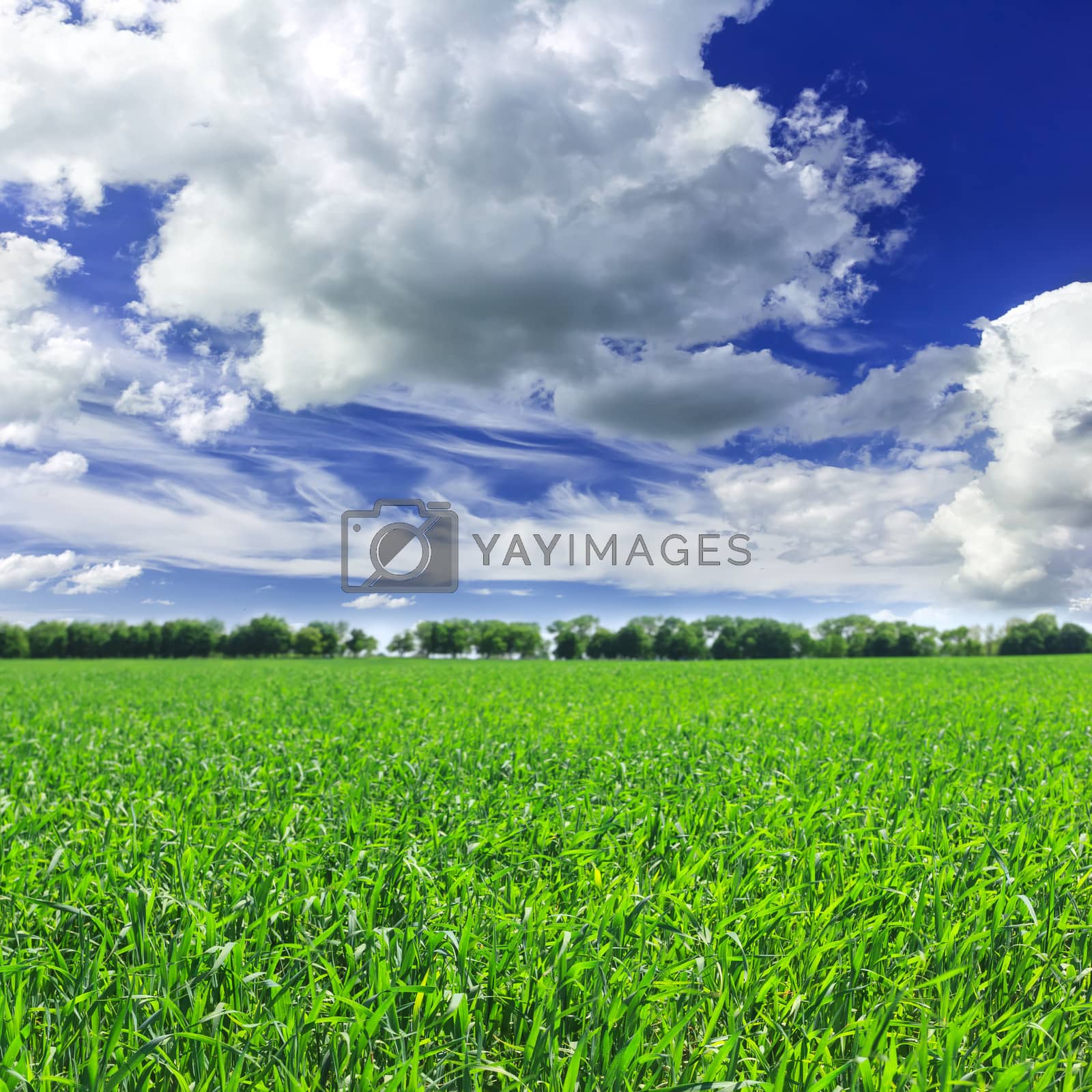 Royalty free image of Green field by yelenayemchuk