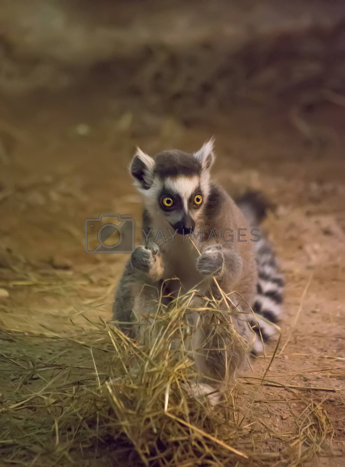 Royalty free image of Lemur funny animal by desant7474