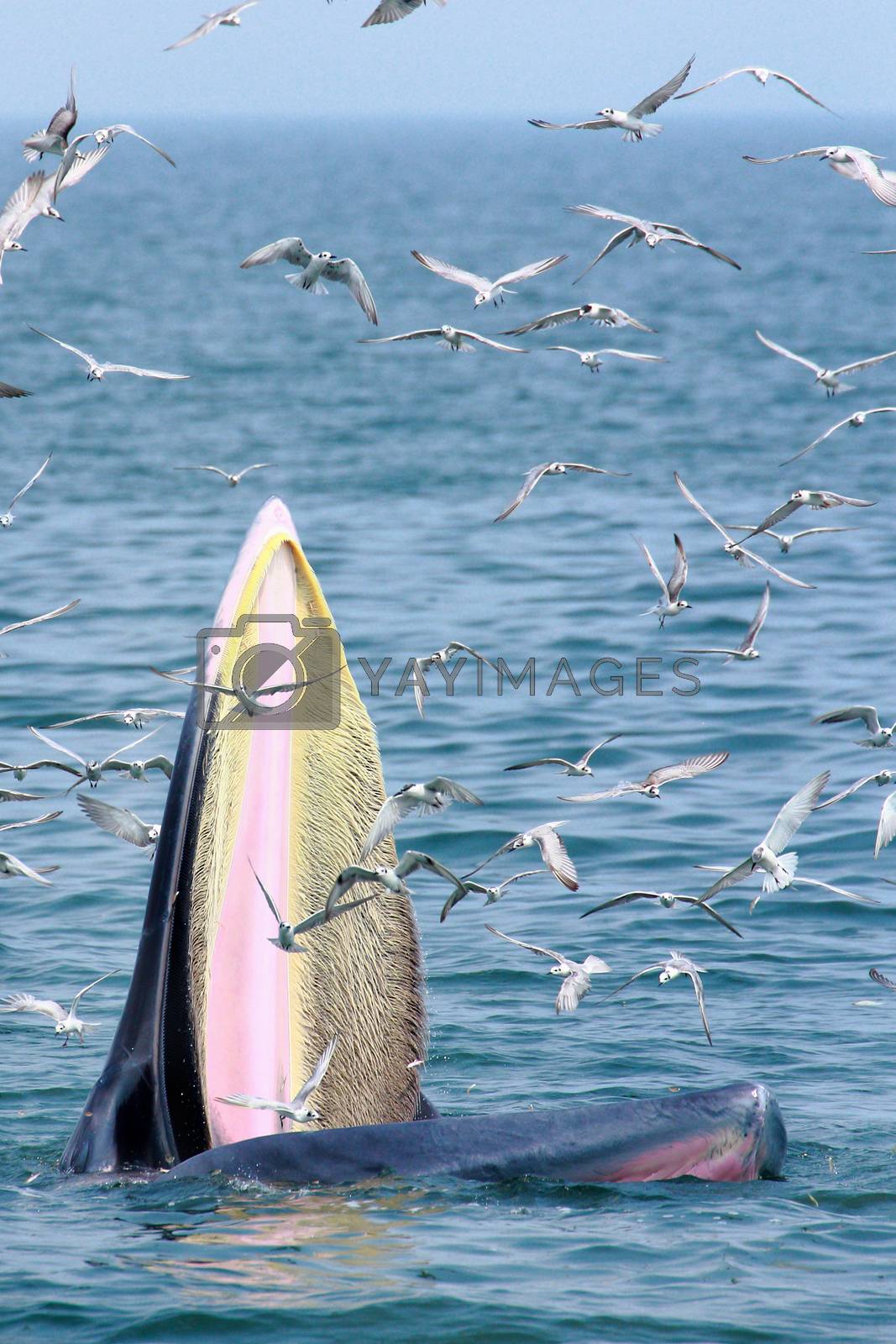 Royalty free image of bryde whale and seagull by happystock