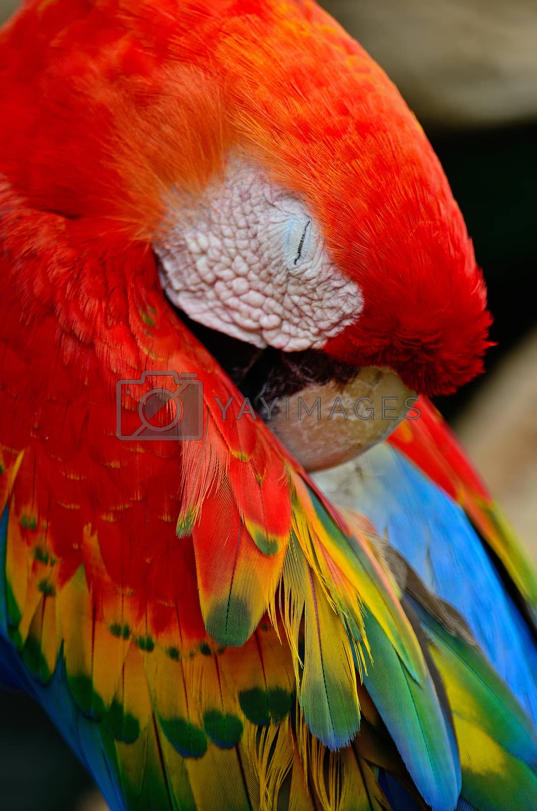 Royalty free image of Scarlet Macaw by panuruangjan