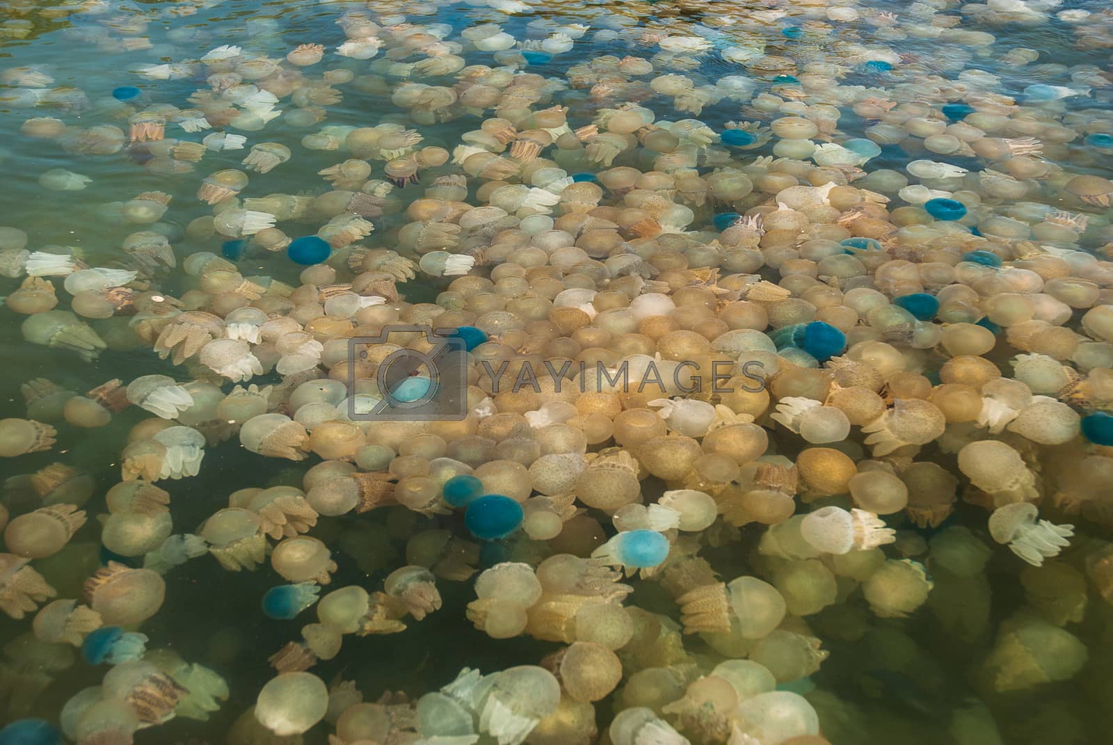 Royalty free image of Colorful blooming jellyfish in the sea, Thailand by artshura_marine