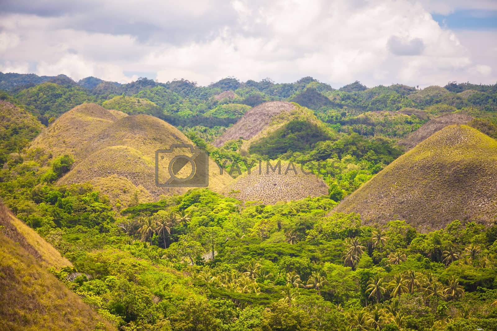 Royalty free image of Green and yellow unusual Chocolate Hills in Bohol, Philippines by travnikovstudio