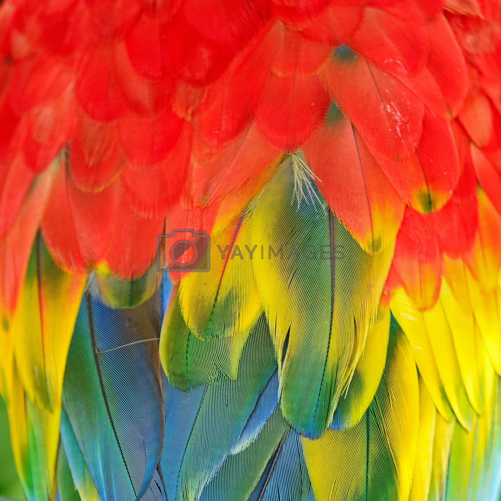 Royalty free image of Scarlet Macaw feathers by panuruangjan