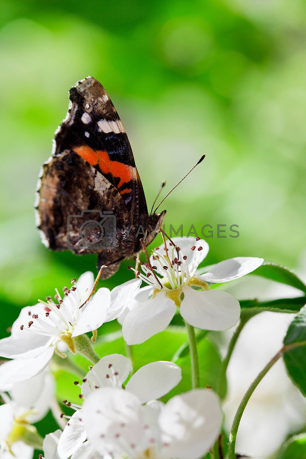 Royalty free image of Spring Butterfly by mpessaris