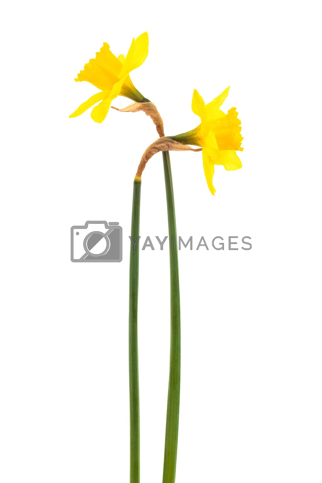 Royalty free image of Beautiful two narcissus by terex