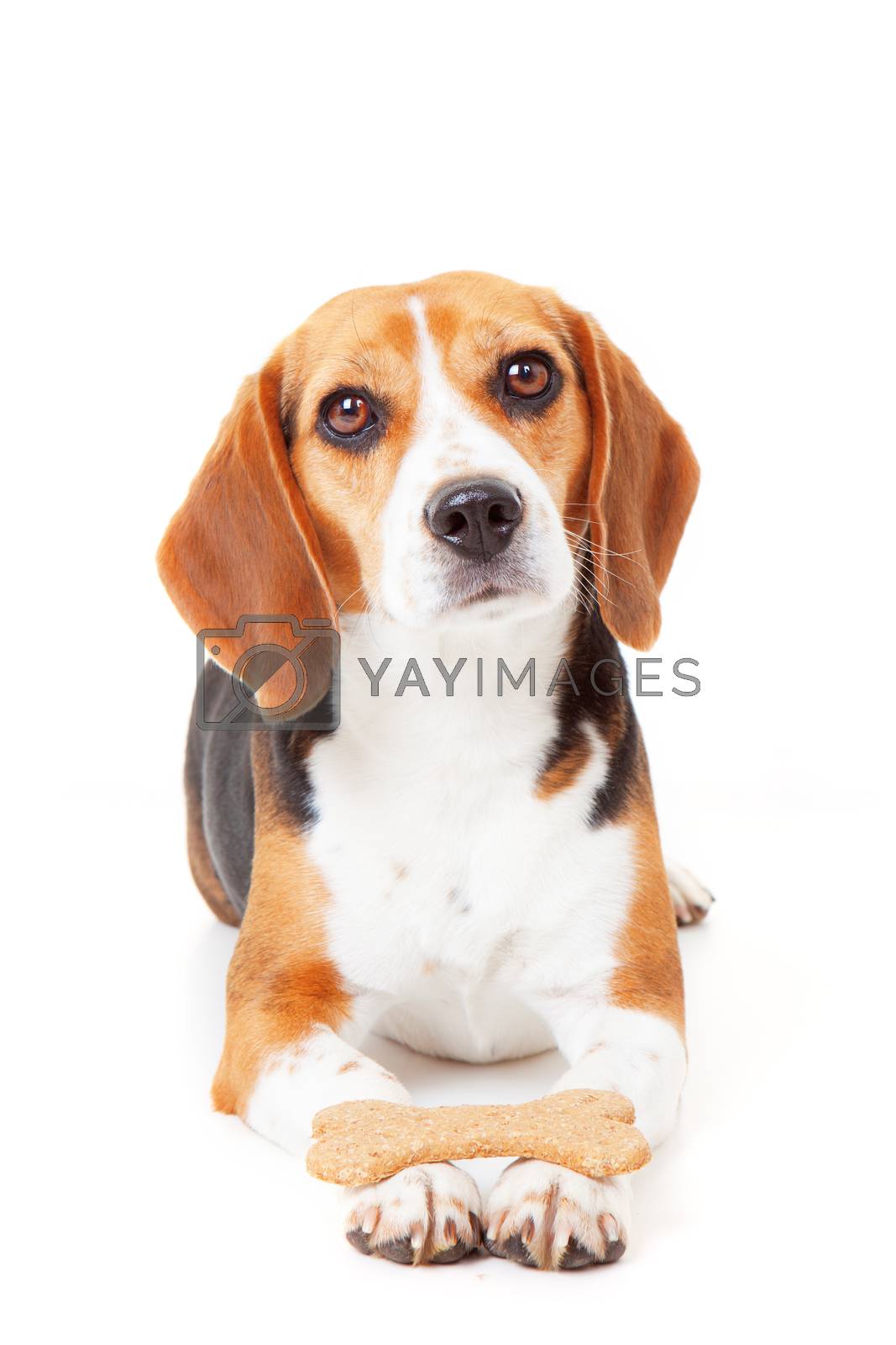 Royalty free image of obedient dog training by mandy_godbehear