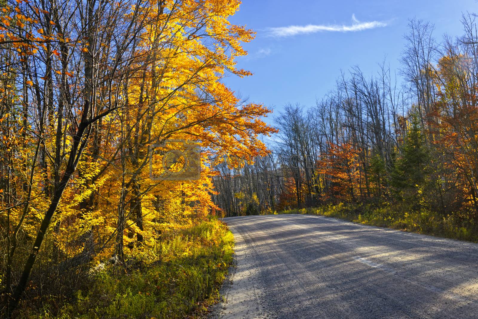 Royalty free image of Fall forest road by elenathewise