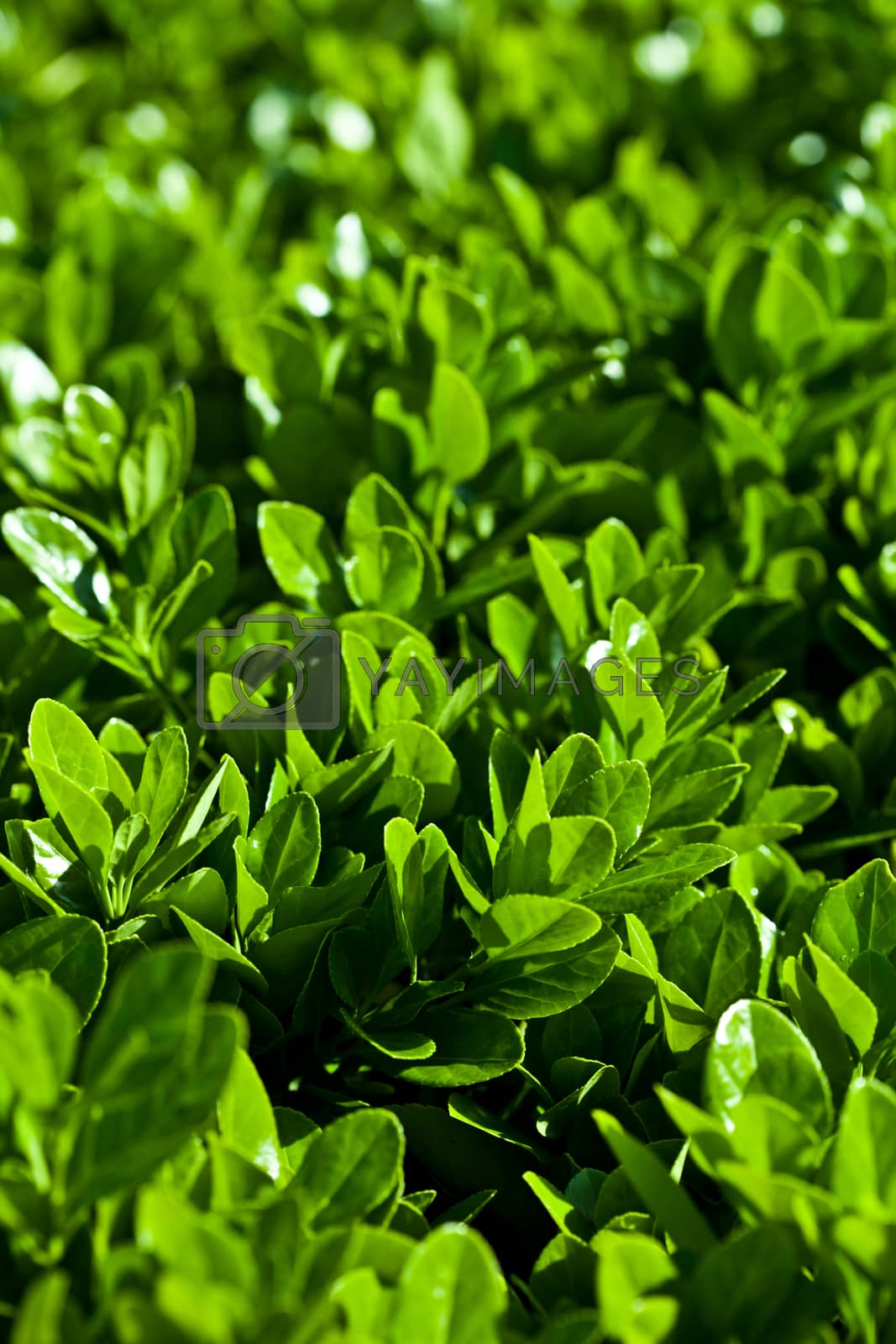 Royalty free image of green leaves by marylooo