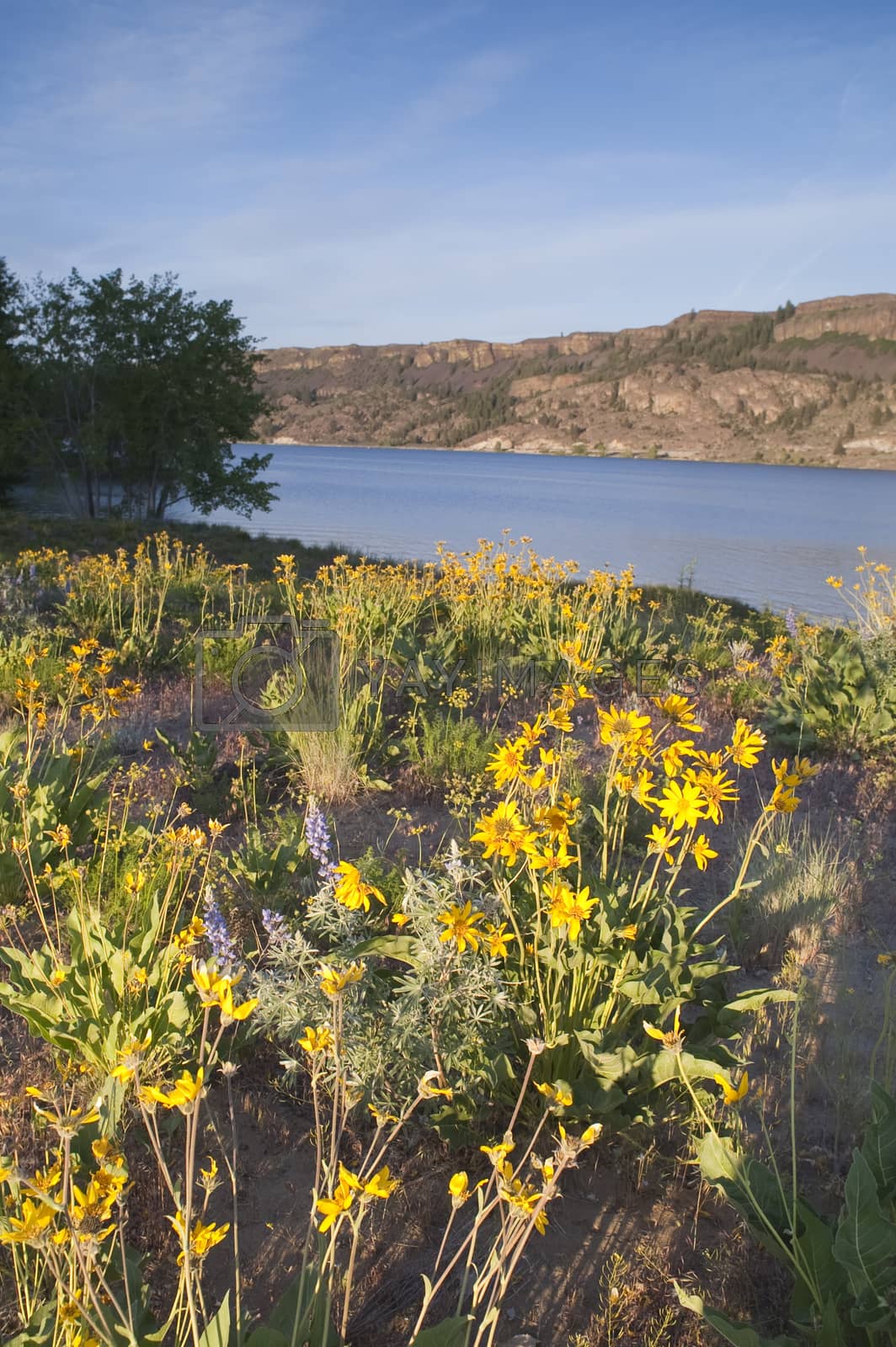 Royalty free image of Wildflowers Around Banks Lake Steamboat Rock State Park by ChrisBoswell