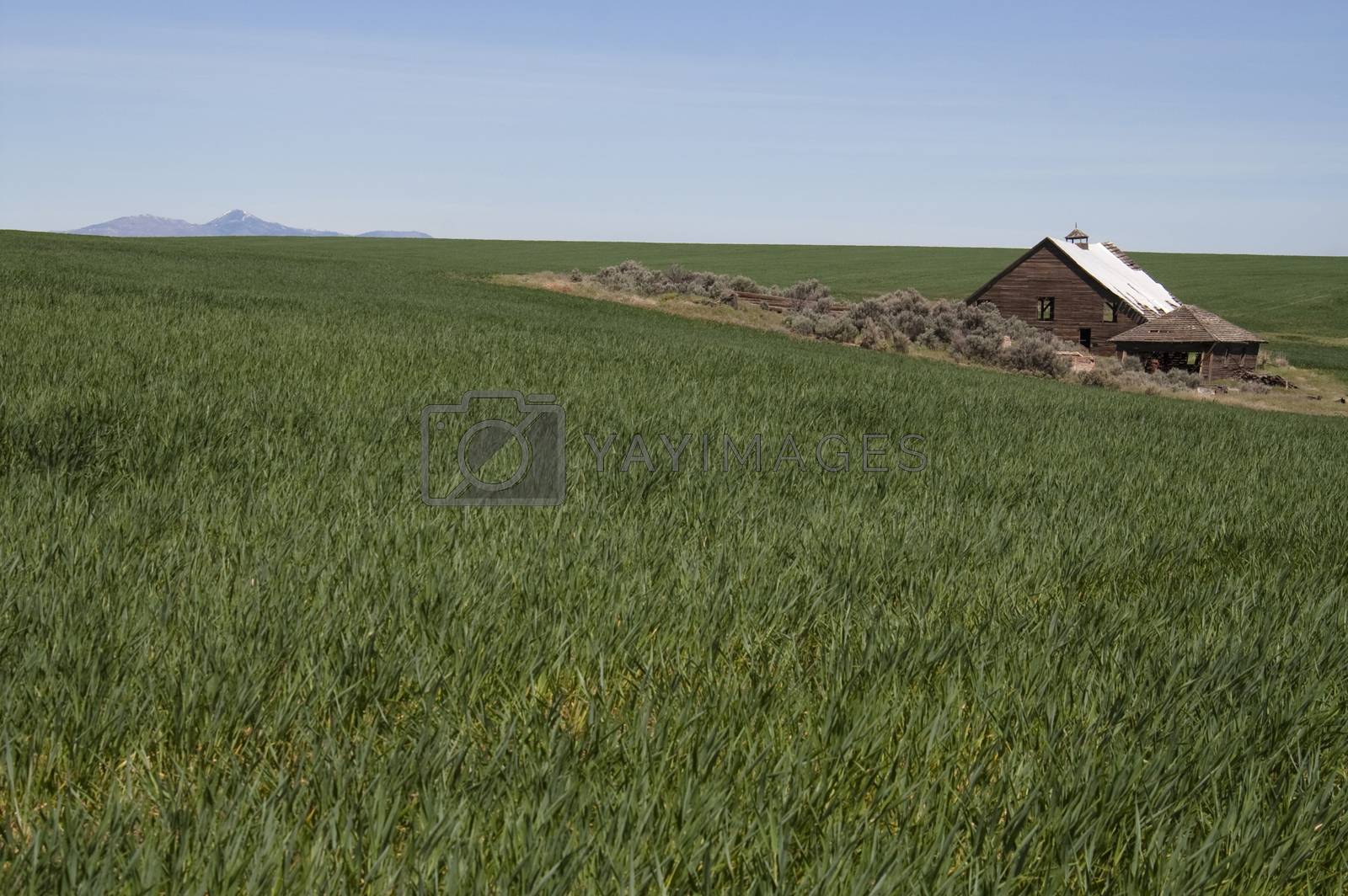 Royalty free image of Abandoned Farm House Ghost Homestead Remains Agricultural Field by ChrisBoswell