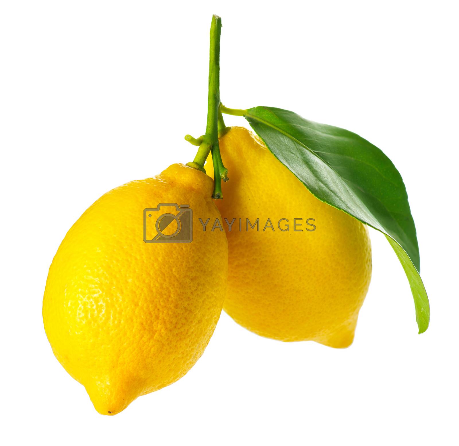 Royalty free image of Lemon isolated on White. Fresh and Ripe Lemons by SubbotinaA