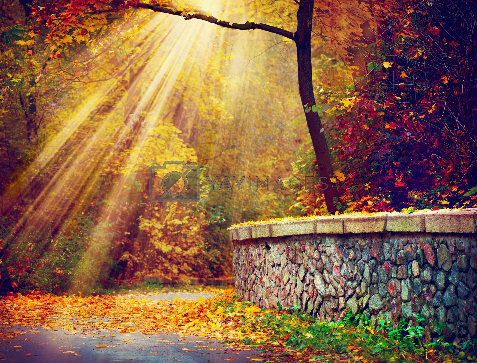 Royalty free image of Fall. Autumnal Park. Autumn Trees in Sunlight Rays by SubbotinaA