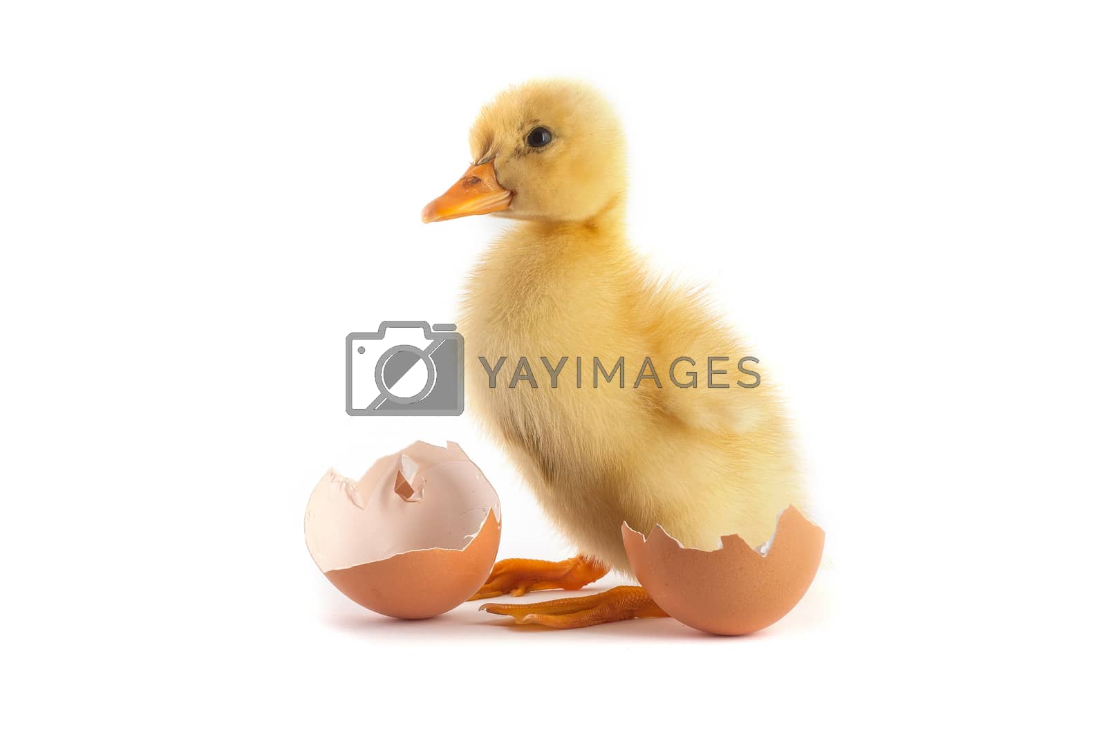 Royalty free image of Yellow small duckling with egg on a white by bloodua
