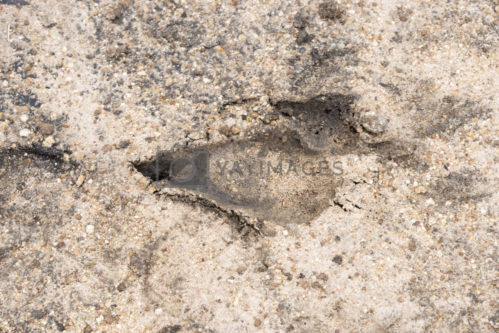 Royalty free image of footprint of impala in the sand by compuinfoto
