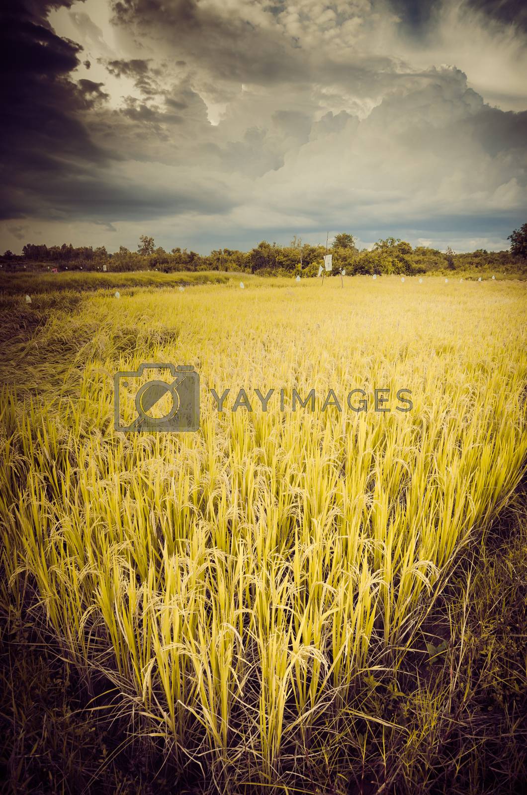 Royalty free image of Rice field by sweetcrisis
