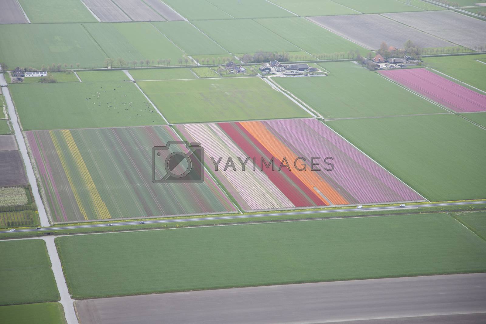 Royalty free image of Dutch colourful flower field from above by gigra