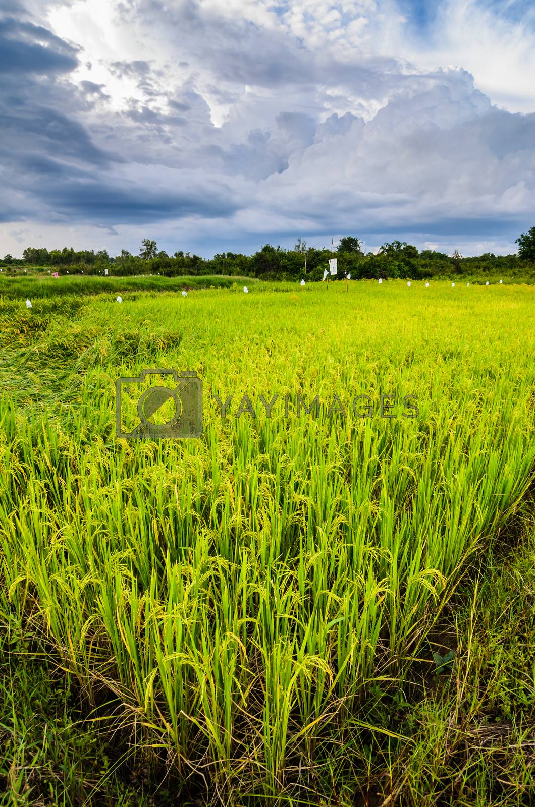Royalty free image of Rice field by sweetcrisis