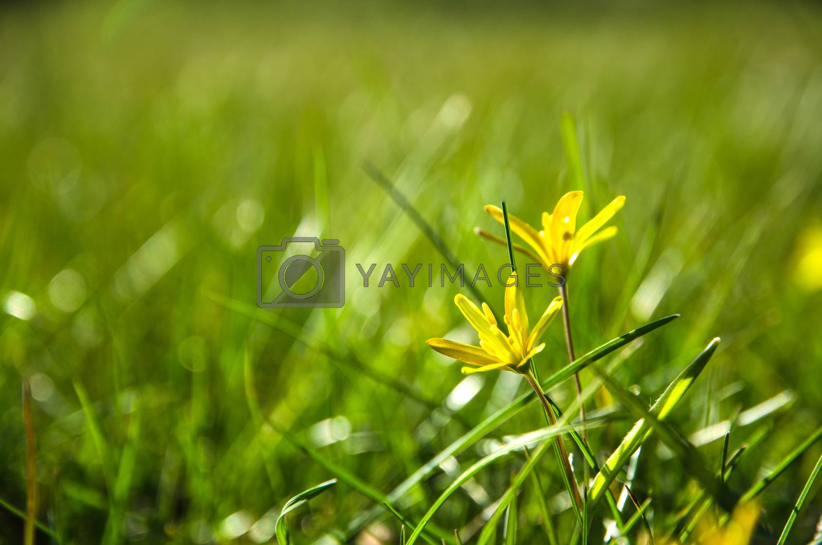 Royalty free image of Shiny yellow flower by olandsfokus
