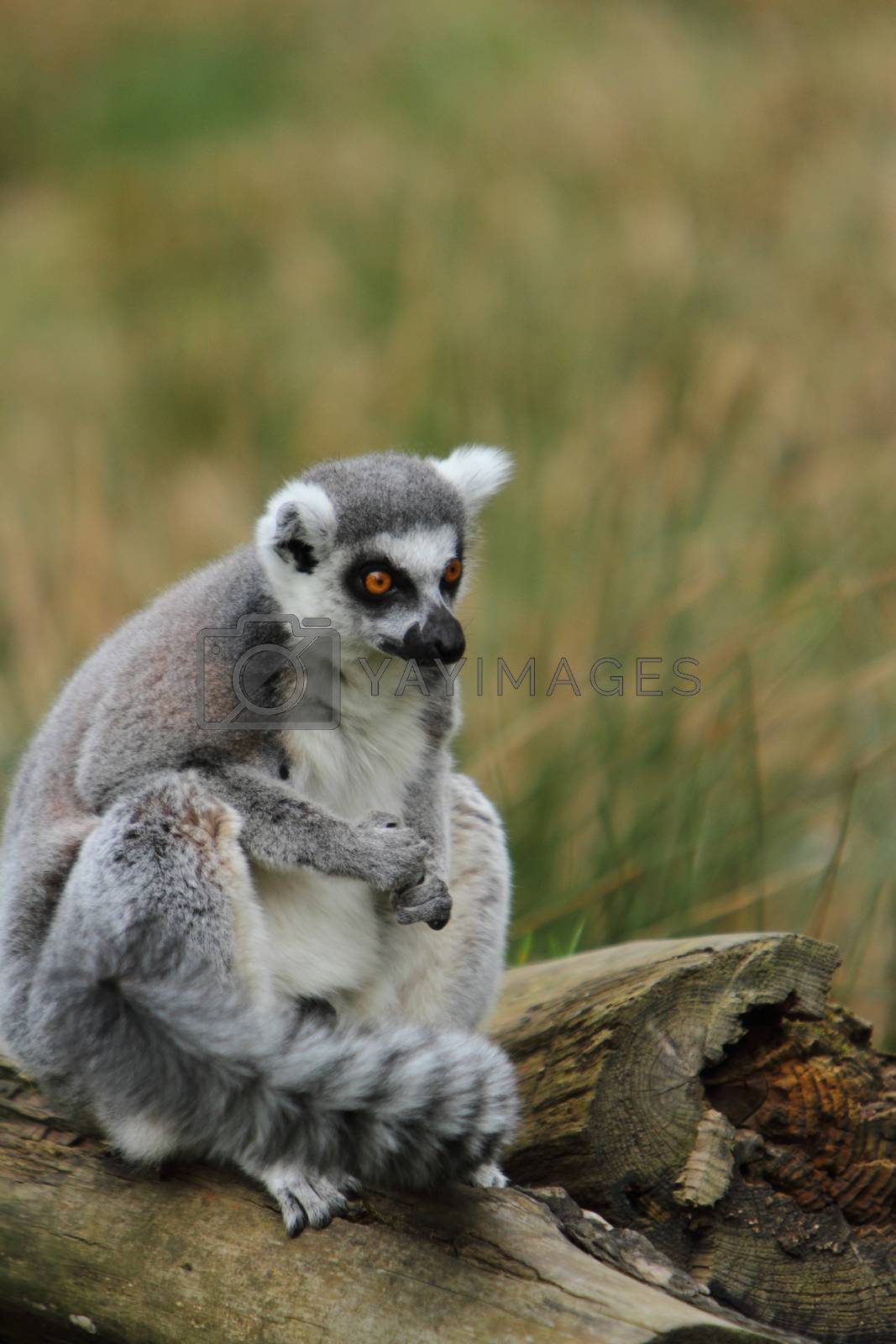 Royalty free image of Ring tailed lemur (Lemur catta) by mitzy