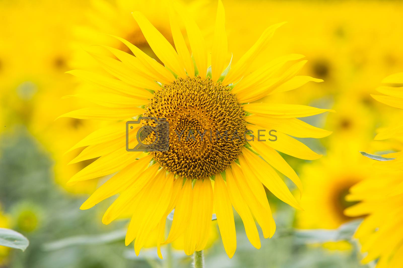 Royalty free image of Sunflower by tuchkay