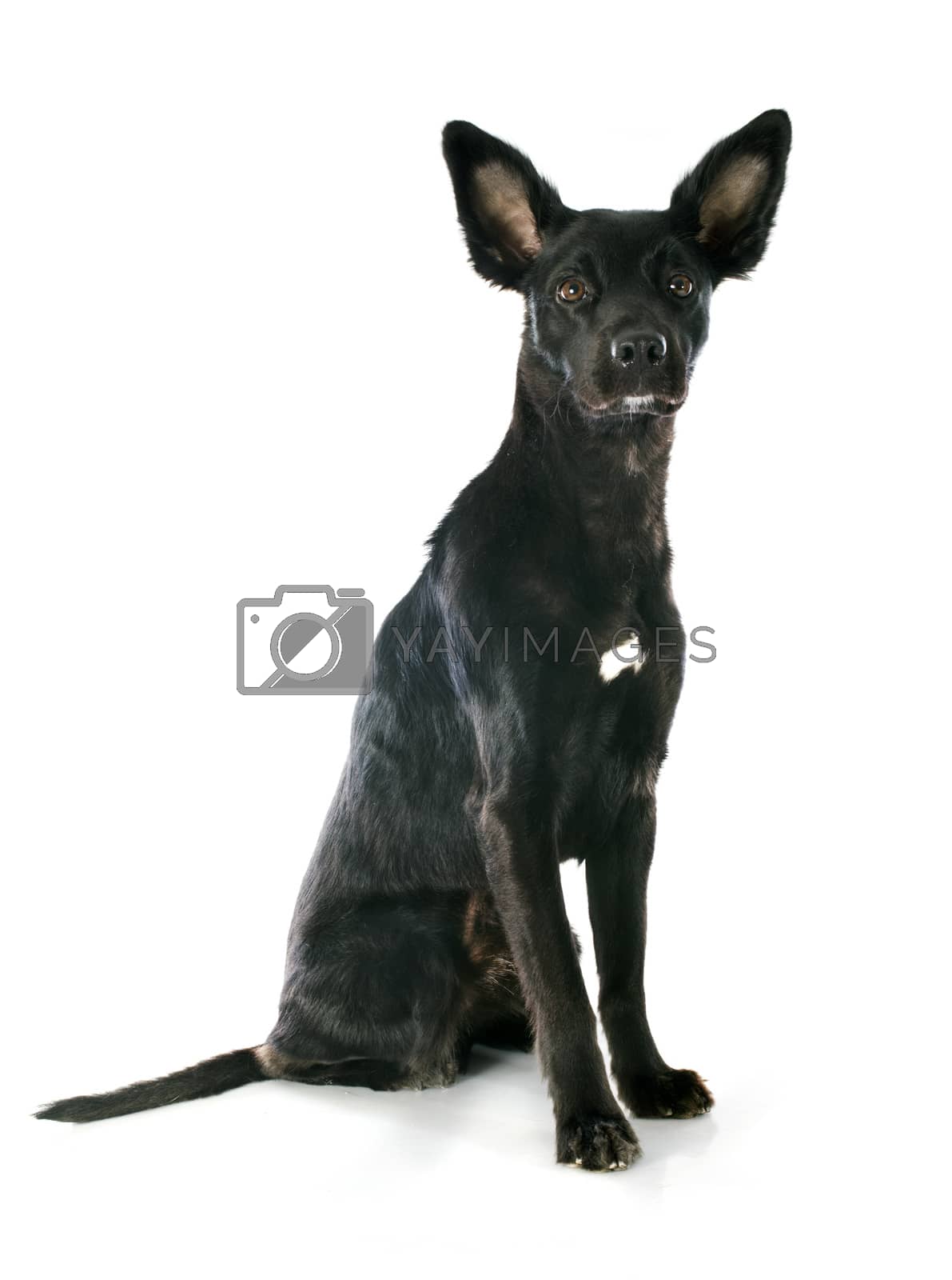 Royalty free image of peruvian dog by cynoclub