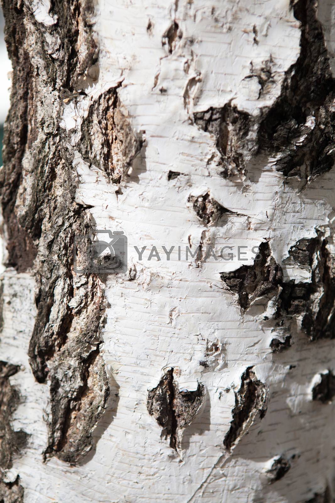 Royalty free image of birch bark by vsurkov