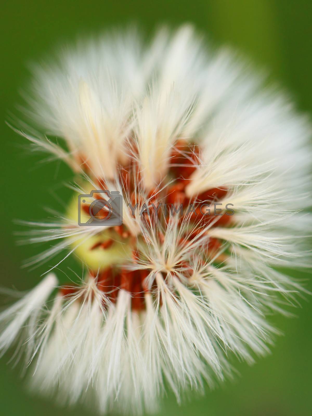 Royalty free image of Close-up of dandelion seed head  by mariusz_prusaczyk